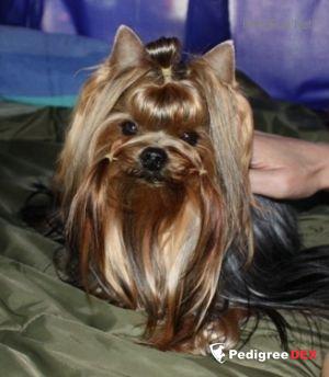  GRAND OVACIA ASSOL AKEU — Labaza DogPedigree YorkshireTerrier