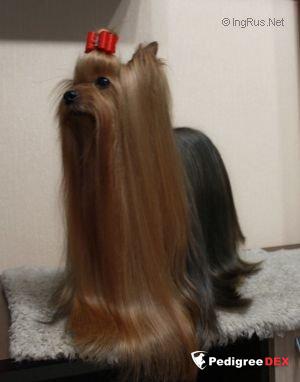 D'ONT STOP NOW DU DOMAINE DE MONDERLAY