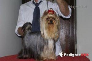  CASHMIE DU DOMAINE DE MONDERLAY — Labaza DogPedigree YorkshireTerrier