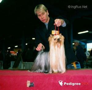  MALANGO DU DOMAINE DE MONDERLAY — Labaza DogPedigree YorkshireTerrier