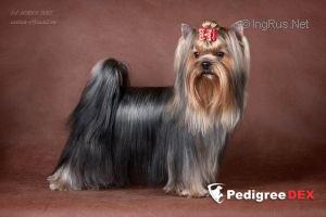 GRAND OVACIA LAFREN — Labaza DogPedigree YorkshireTerrier