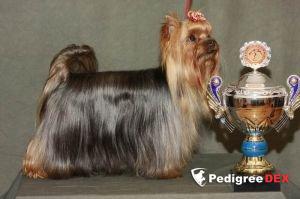  MOYA MECHTA RAFAELLA TOP MODEL — Labaza DogPedigree YorkshireTerrier