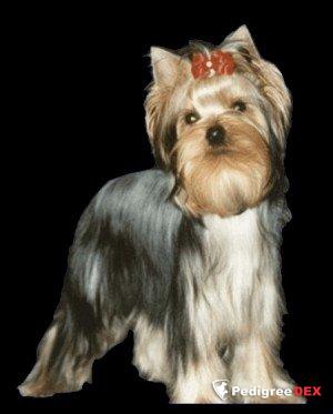 MOJA MECHTA RAQUEL — Labaza DogPedigree YorkshireTerrier
