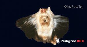  SHAMPAGNE DU DOMAINE DE MONDERLAY — Labaza DogPedigree YorkshireTerrier