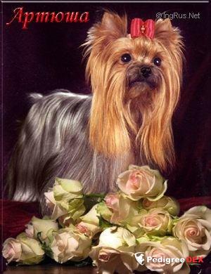 MINI SHOP BODY ART — Labaza DogPedigree YorkshireTerrier