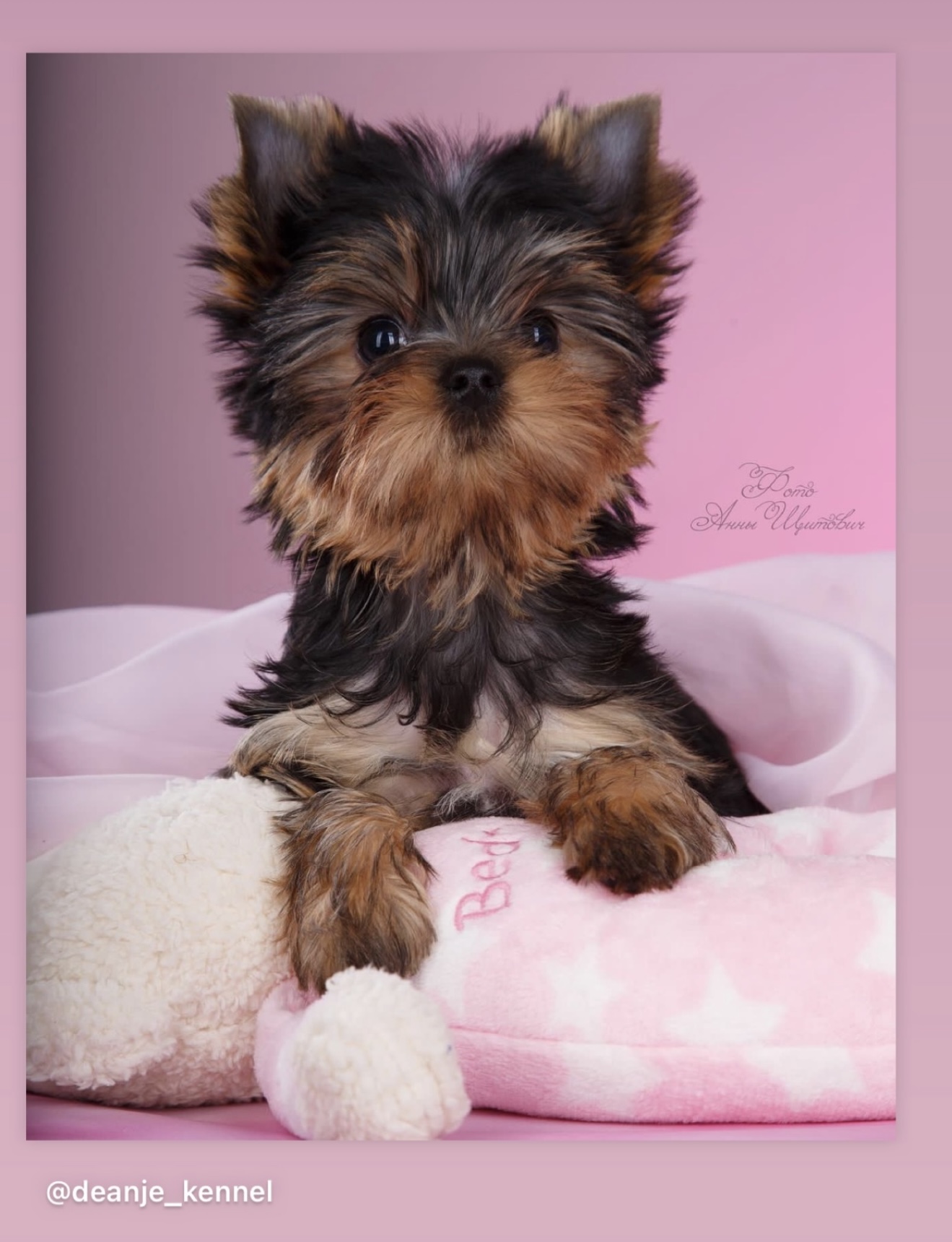 DEANJE DEANJE FEERIYA — Labaza DogPedigree YorkshireTerrier