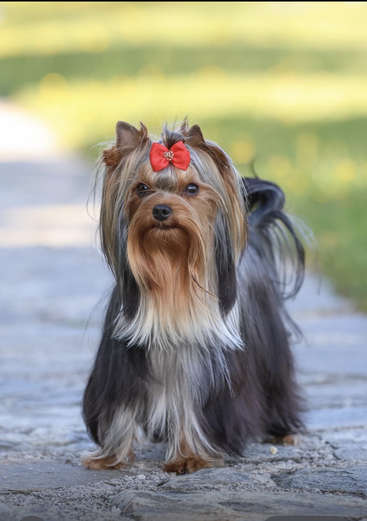  BELLA HELVETICA EMANCIPE LADY FIRST — Labaza DogPedigree YorkshireTerrier