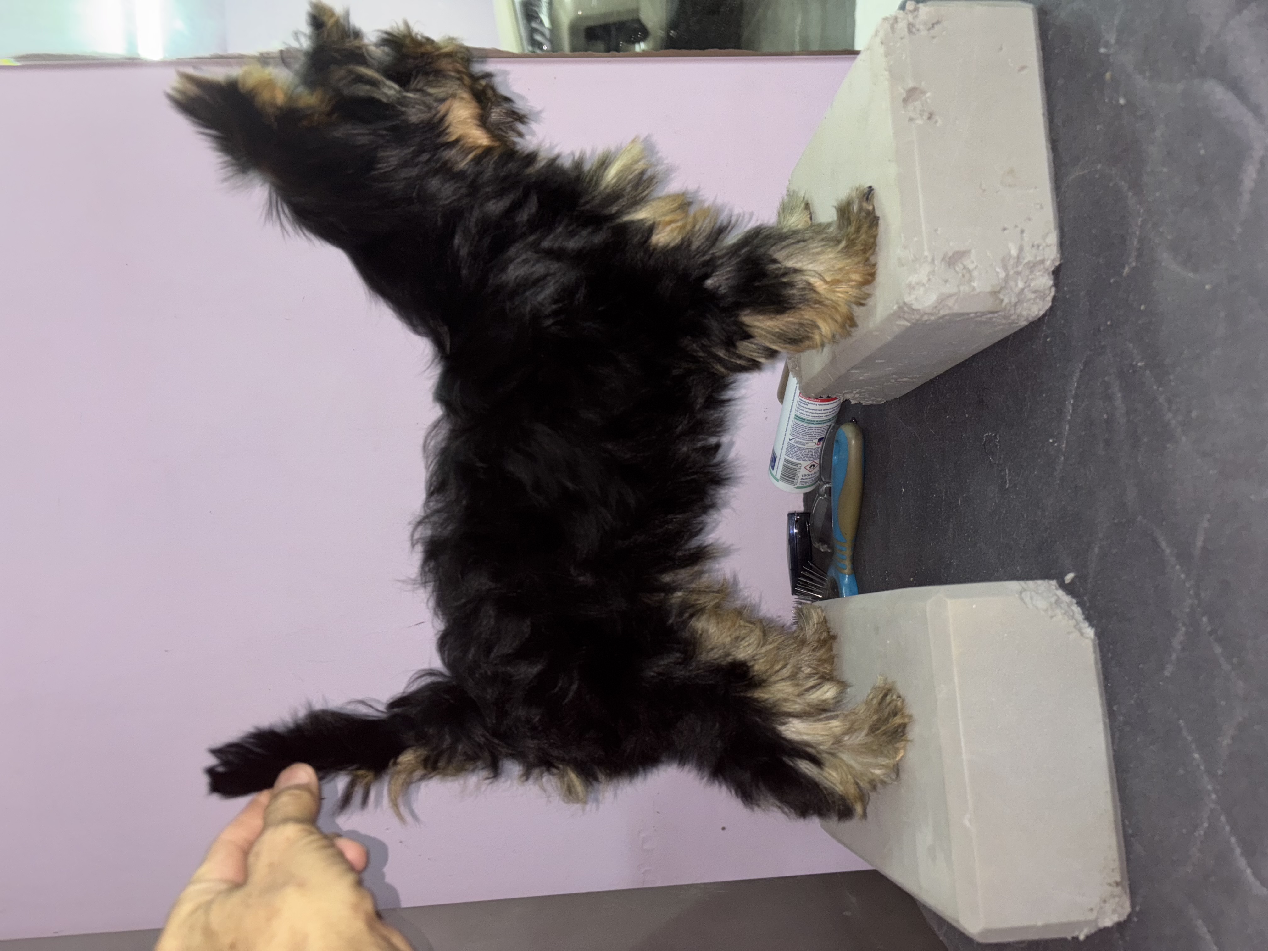 Pearl of Afrodite GRAND TOFF PEARL OF AFRODITE — Labaza DogPedigree YorkshireTerrier