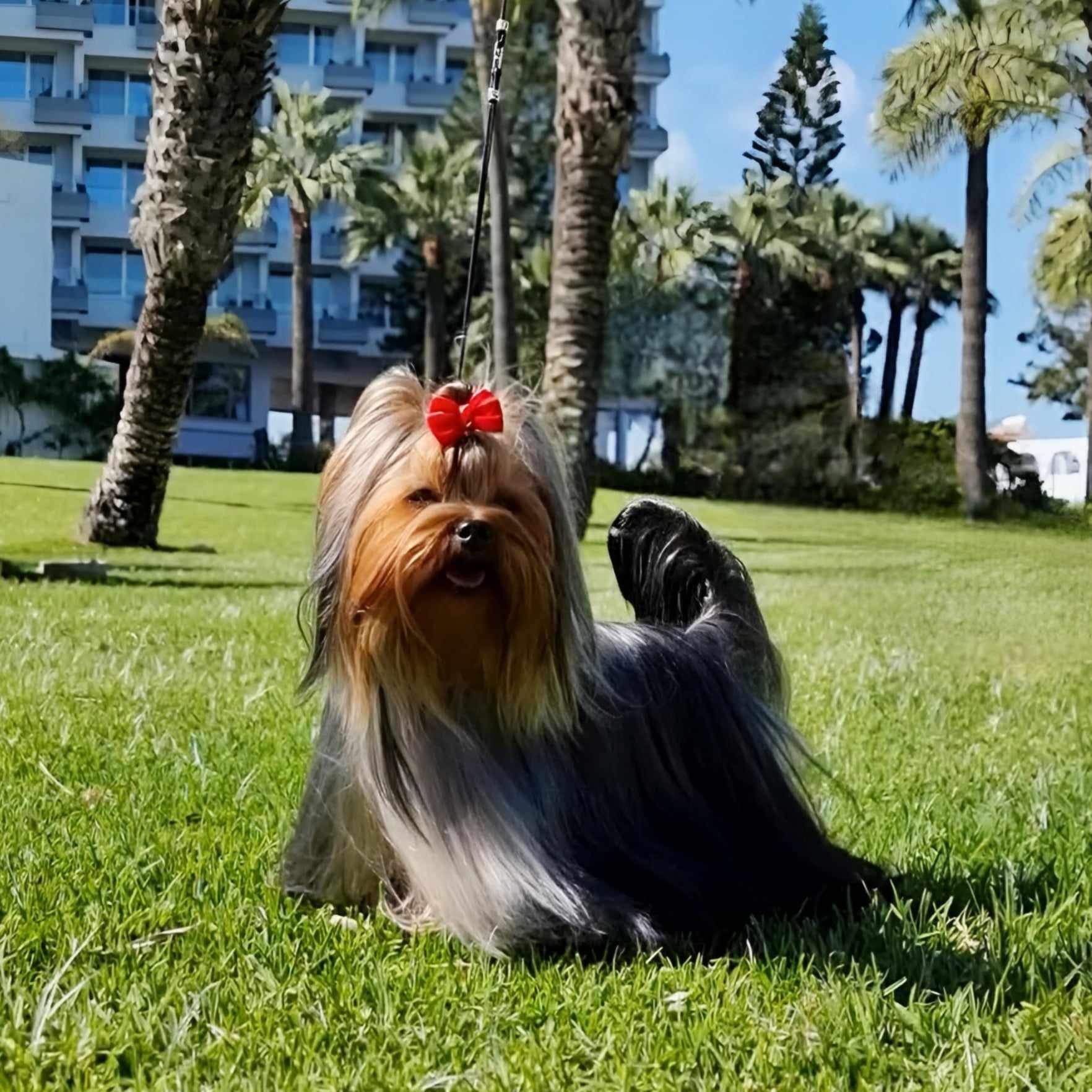 ABSOLUTELY WONDERFFUL PEARL OF AFRODITE — Labaza DogPedigree YorkshireTerrier