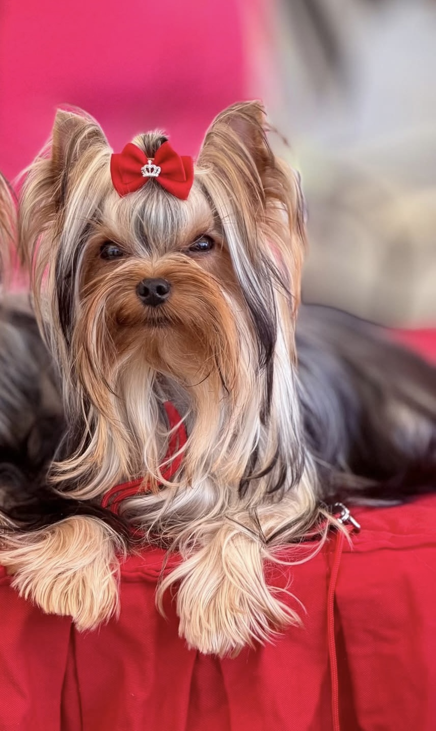 BITCOIN PERL OF  AFRODITA — Labaza DogPedigree YorkshireTerrier