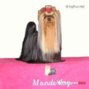  VICTORY-DAY DU DOMAINE DE MONDERLAY — Labaza DogPedigree YorkshireTerrier