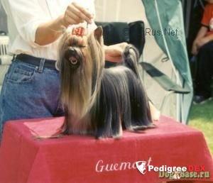  MERCEDES-BENZ DU DOMAINE DE MONDERLAY — Labaza DogPedigree YorkshireTerrier
