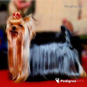 UNTANGO DU DOMAINE DE MONDERLAY — Labaza DogPedigree YorkshireTerrier