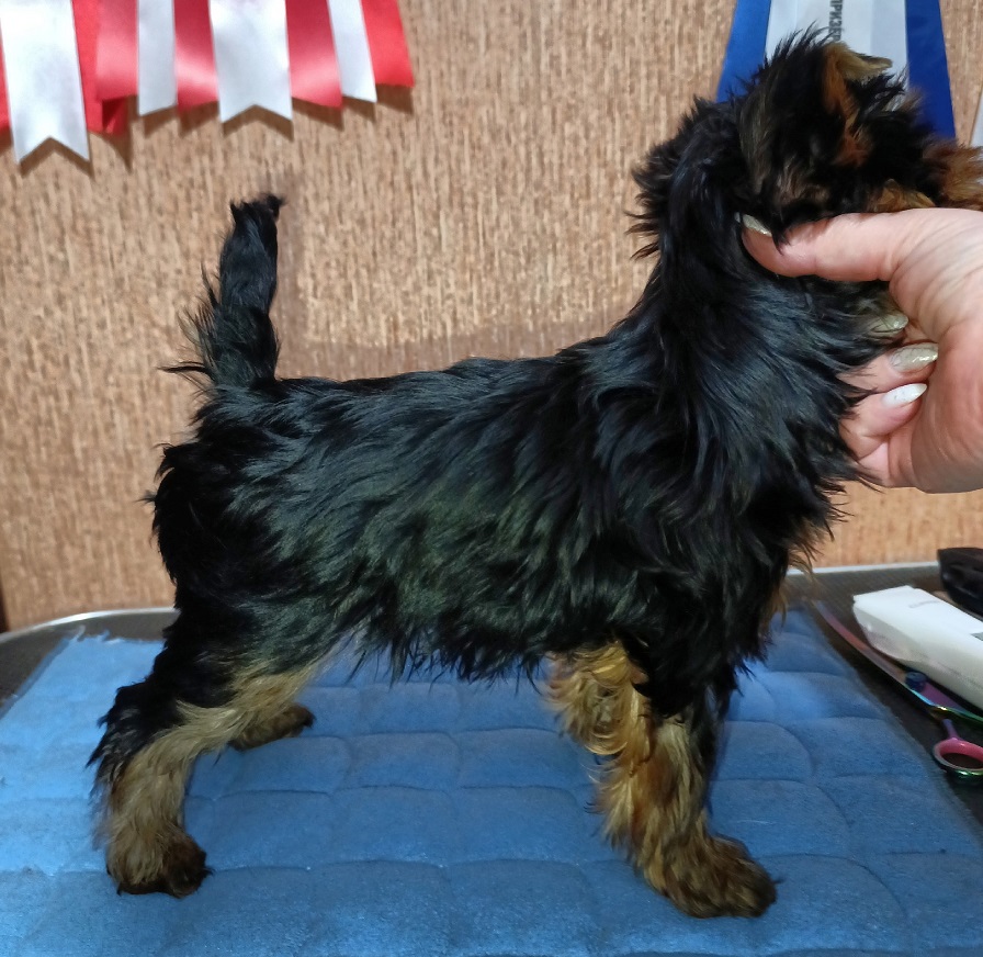 FAIRY FLAME HIGH VOLTAGE — Labaza DogPedigree YorkshireTerrier