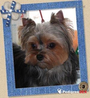 MINI SHOP KOKO CHANEL — Labaza DogPedigree YorkshireTerrier