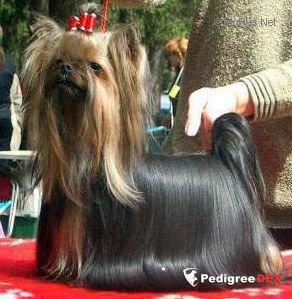  MINI SHOP JETAIME — Labaza DogPedigree YorkshireTerrier