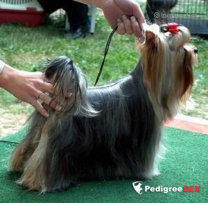 CANDY PERFUME GIRL OF HAPPY BLUE — Labaza DogPedigree YorkshireTerrier
