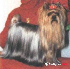 PARKSIDE'S OKIE DOKIE — Labaza DogPedigree YorkshireTerrier