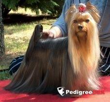 Durrer DURRER'S BEAUTIFUL STRANGER — Labaza DogPedigree YorkshireTerrier
