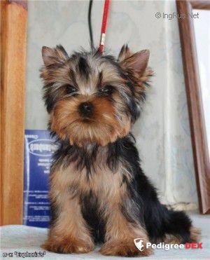 EUPHORIA'S SWEET BABY OLIVIA