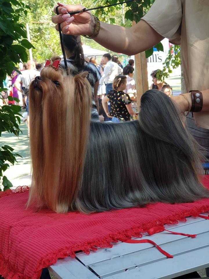  EUPHORIA'S SWEET ROSEMARY — Labaza DogPedigree YorkshireTerrier