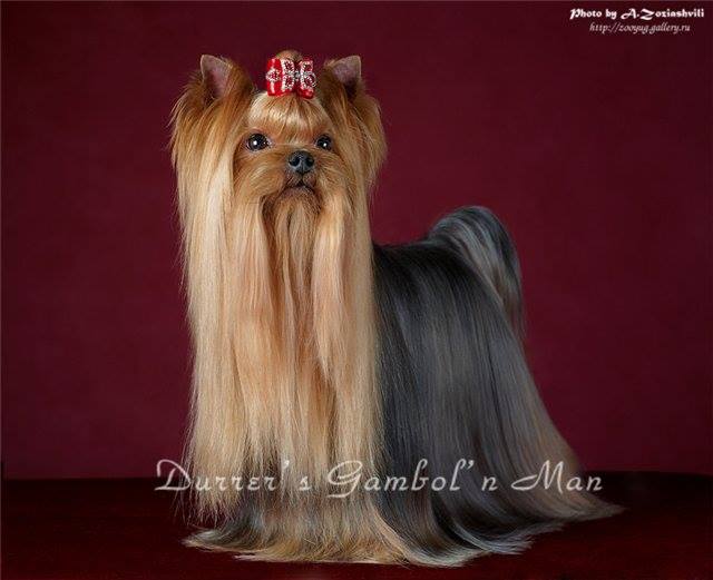 DURRER'S GAMBOL'N MAN