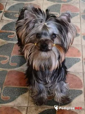  KIZOMBA DANCER EMMA'S CAPRICE — Labaza DogPedigree YorkshireTerrier