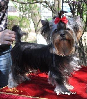  KUMITE SENSEI EMMA'S CAPRICE — Labaza DogPedigree YorkshireTerrier