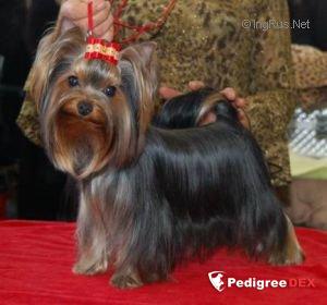 ELM DENDI BONY M — Labaza DogPedigree YorkshireTerrier