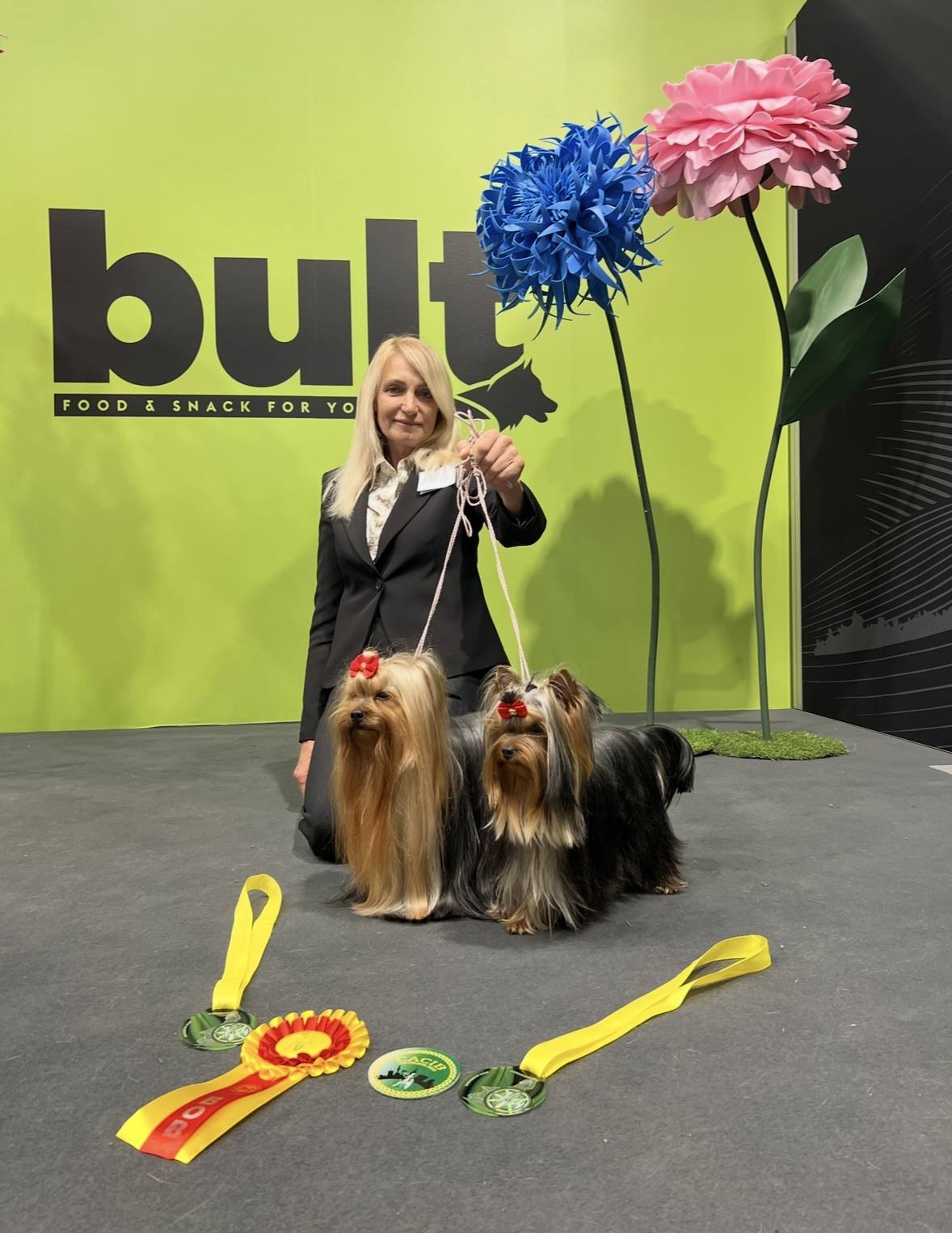 Pearl of Afrodite — Labaza DogPedigree YorkshireTerrier