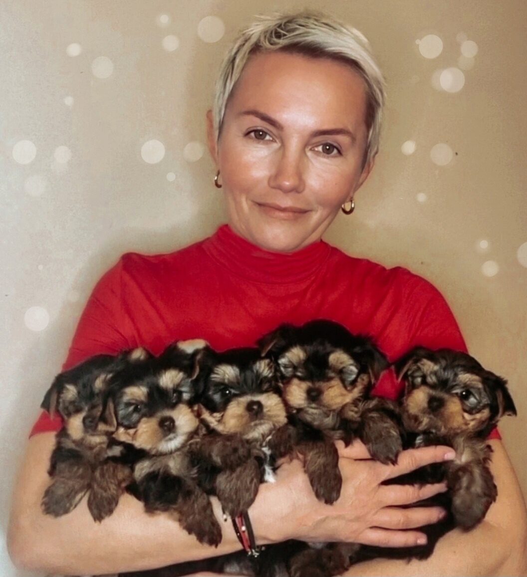 Elena — Labaza DogPedigree YorkshireTerrier