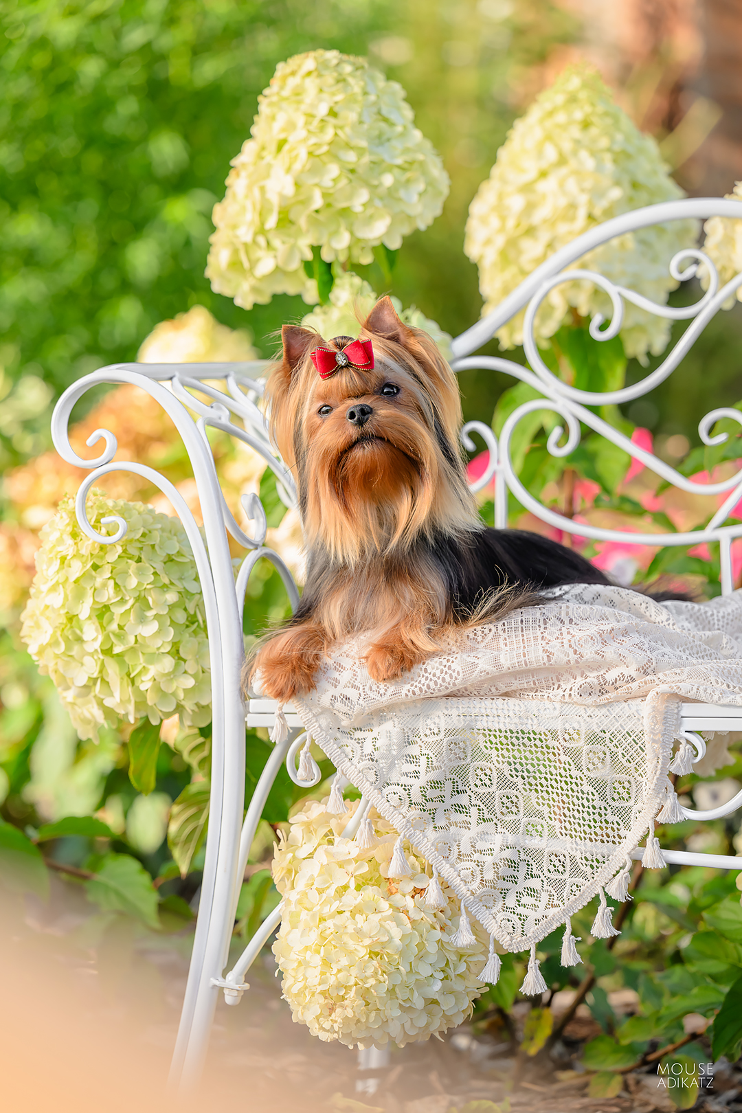  MARVEL FASHION PARTY — Labaza DogPedigree YorkshireTerrier