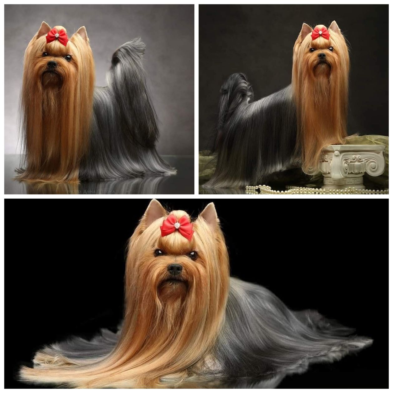  KIMBERLY SWEETY BLUE EMMA'S CAPRICE — Labaza DogPedigree YorkshireTerrier