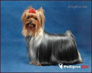 VICKIE DE LA PAM'POMMERAIE — Labaza DogPedigree YorkshireTerrier