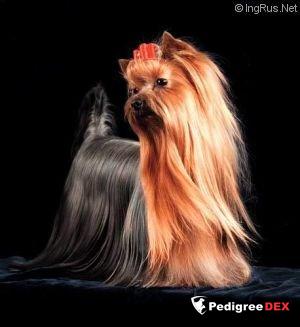  MINI SHOP PRET-A-PORTE — Labaza DogPedigree YorkshireTerrier
