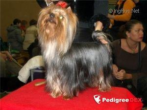  MINI SHOP RED FLY WOMAN — Labaza DogPedigree YorkshireTerrier