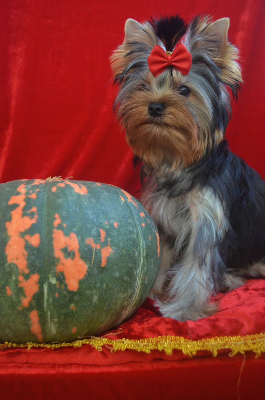 AVELEYN — Labaza DogPedigree YorkshireTerrier