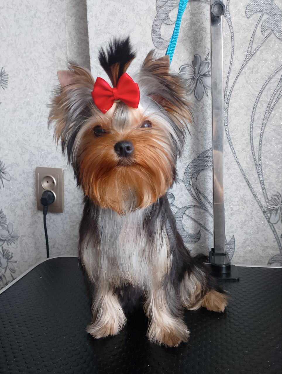 AVELEYN — Labaza DogPedigree YorkshireTerrier