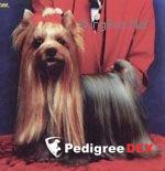  ANNA-MARIA MAFI-ANN MINI SHOP — Labaza DogPedigree YorkshireTerrier