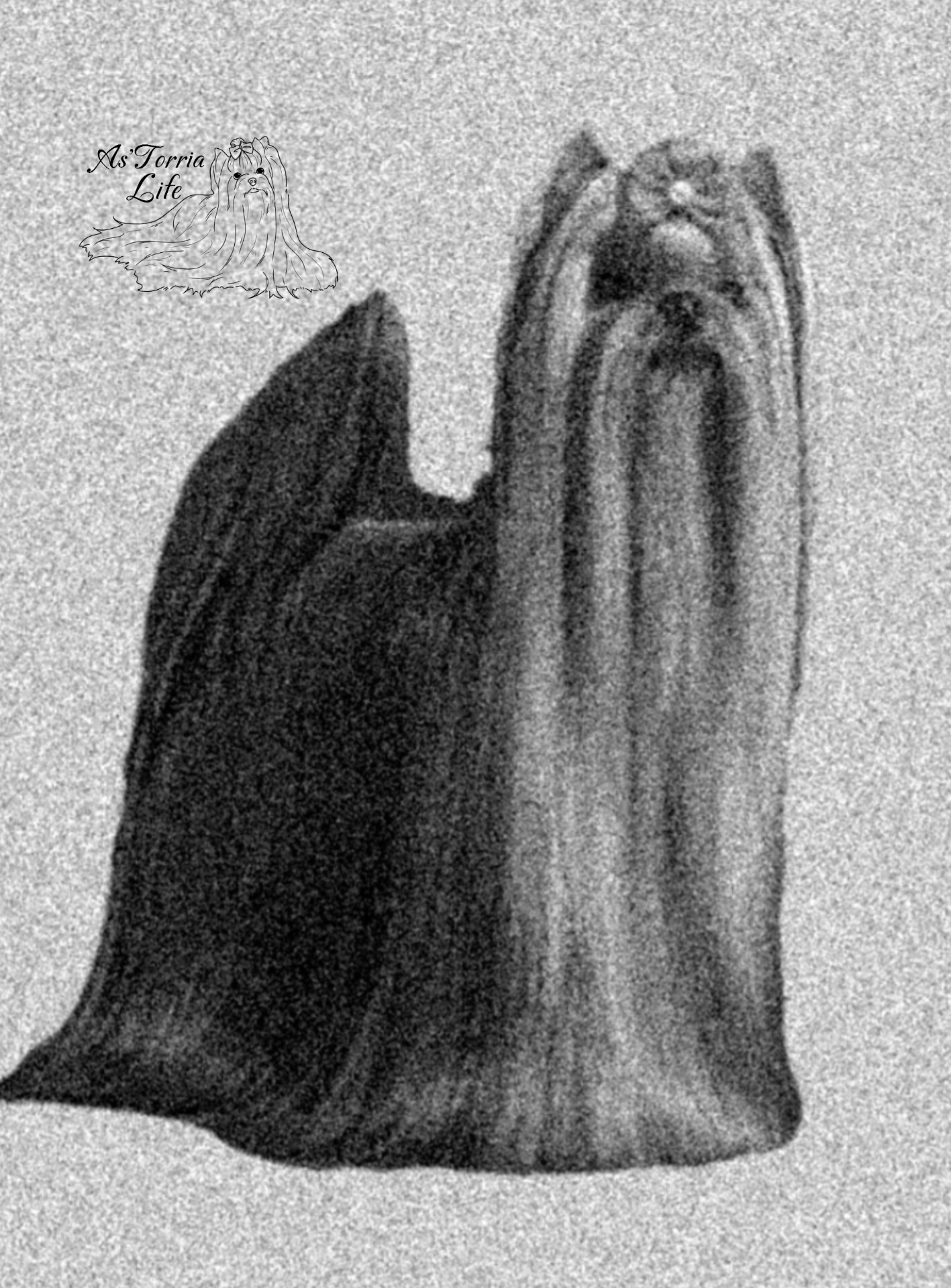 As'Torria Life — Labaza DogPedigree YorkshireTerrier