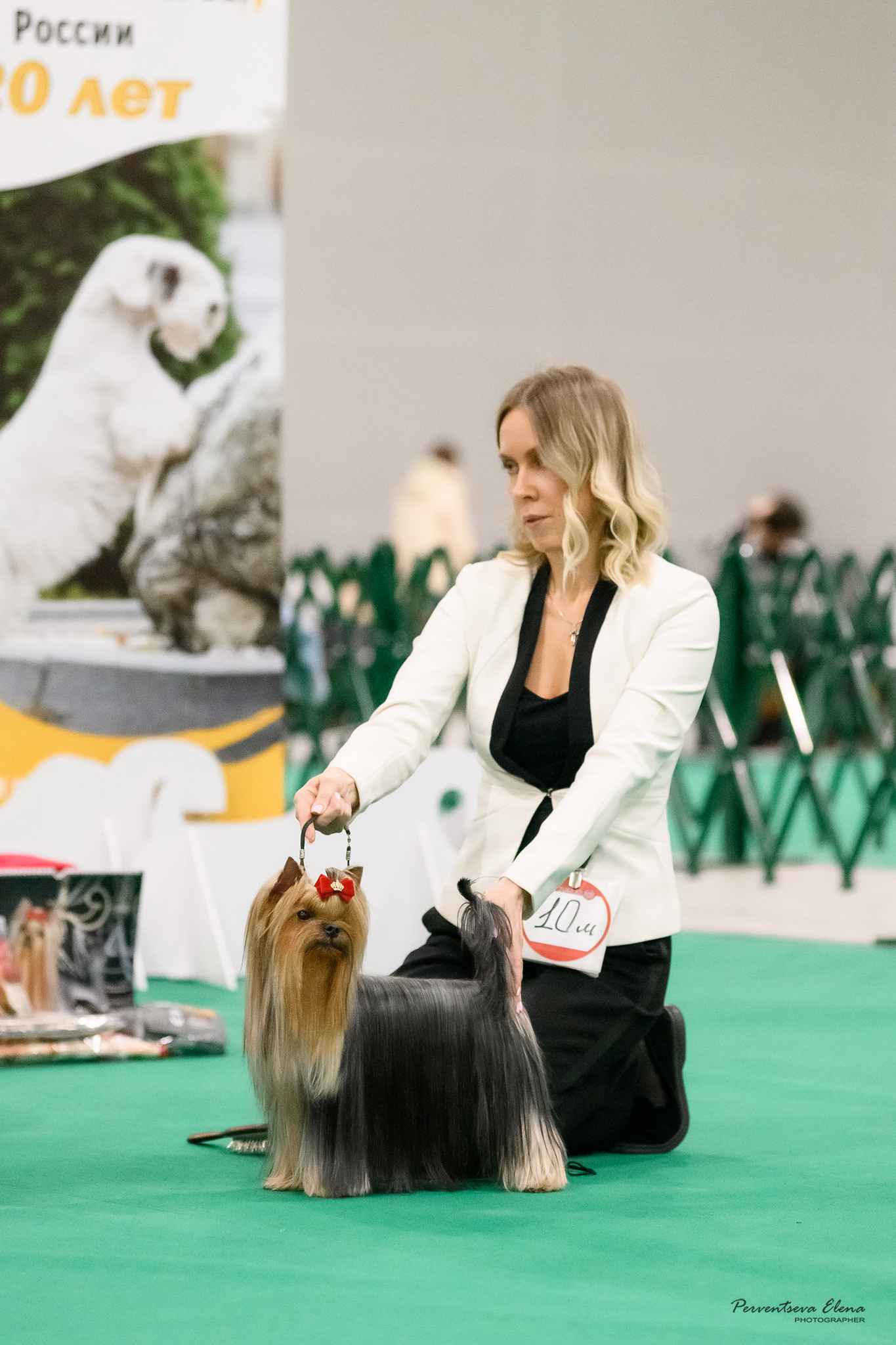  MORMORION SATIN LUSTER — Labaza DogPedigree YorkshireTerrier