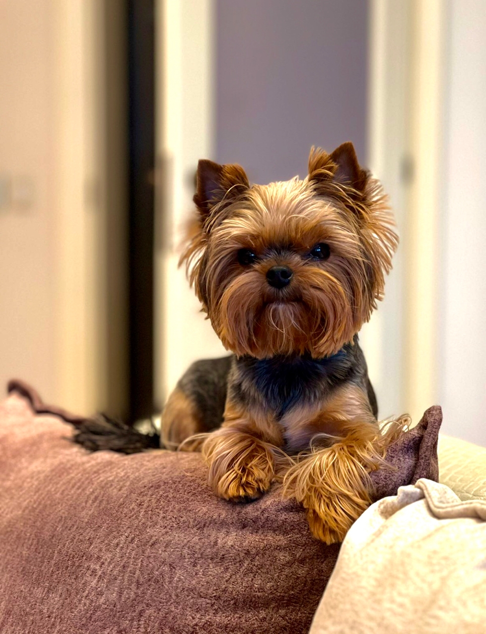 U LYA LYA BOMBITA ROZITA — Labaza DogPedigree YorkshireTerrier