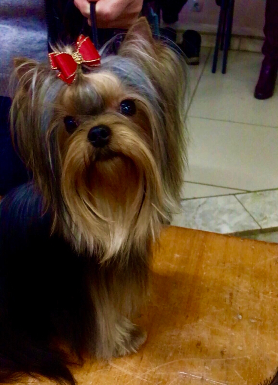 ROYAL BOUTIQUE PLAYFUL FLAME — Labaza DogPedigree YorkshireTerrier