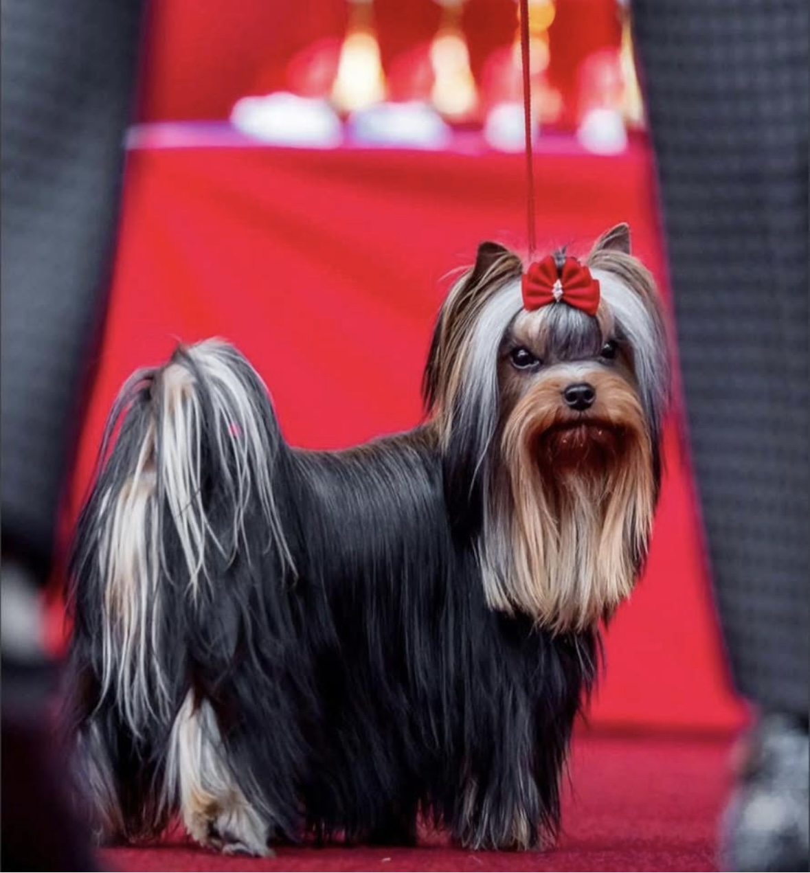  BELLA HELVE EDOUARD LE PETIT PRINCE — Labaza DogPedigree YorkshireTerrier