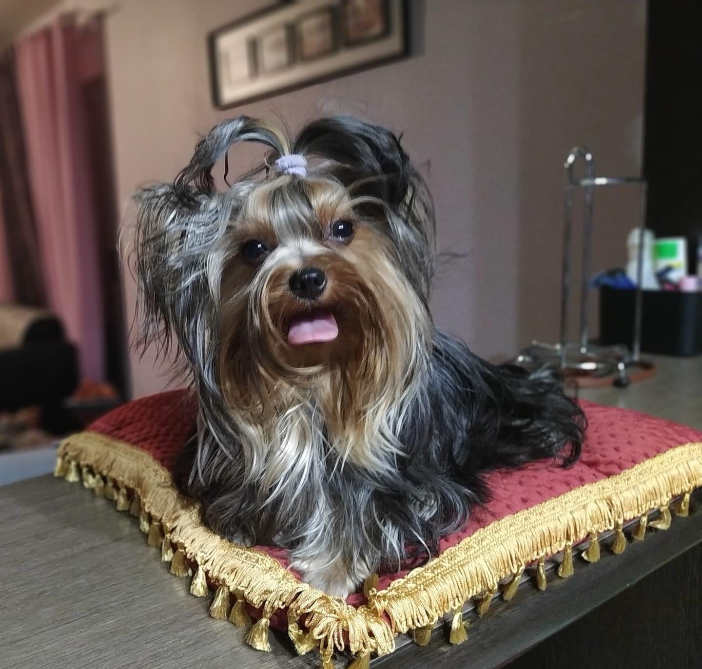 ZVYZDNY STATUS ORNELLA MUTTI