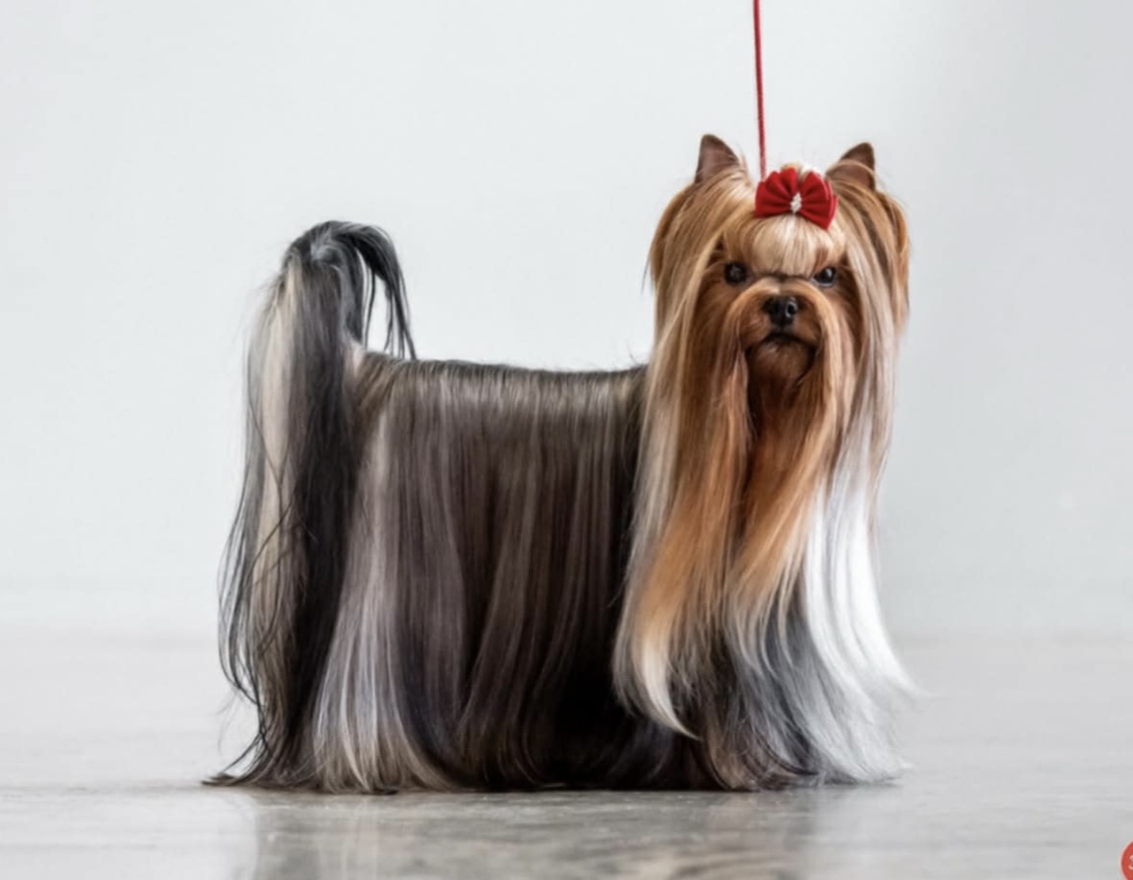 BELLA HELVETICA ASTOR EL EMPASRADOR