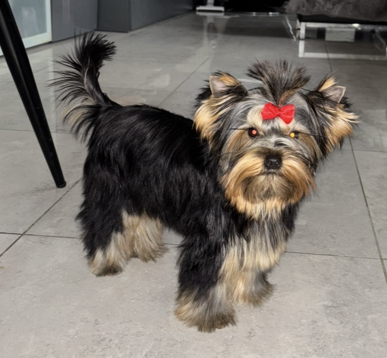 PEARL OF AFRIDITE PRISCILLA — Labaza DogPedigree YorkshireTerrier