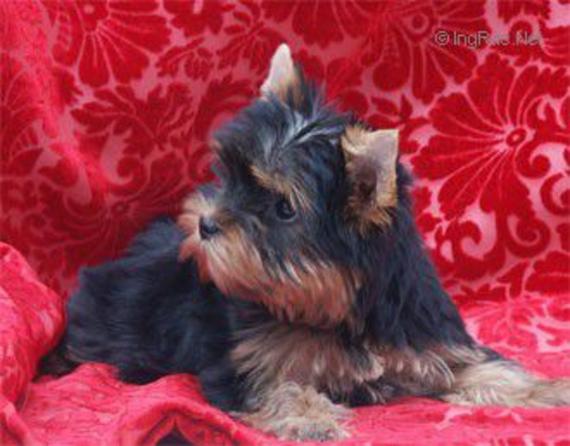SWEETY BLUE MISS HUNDERWOOD — Labaza DogPedigree YorkshireTerrier