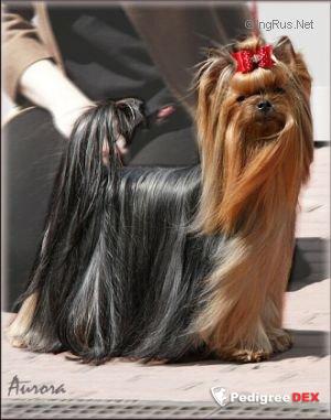 DECORIS SCARLET O'HARA