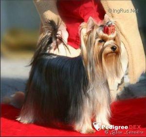 CAMPARIS SIGNATURE — Labaza DogPedigree YorkshireTerrier